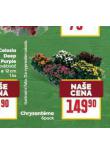 CHRYZANTMA