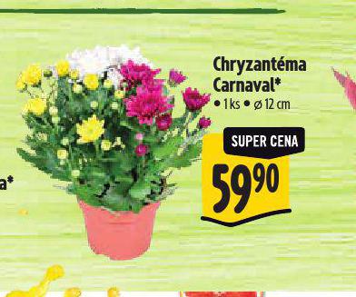 CHRYZANTMA CARNAVAL