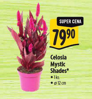 CELOSIA MYSTIC SHADES