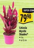 CELOSIA MYSTIC SHADES