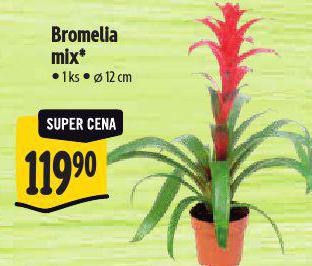 BROMELIA MIX