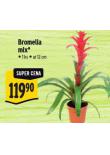 BROMELIA MIX