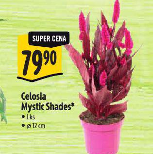CELOSIA MYSTIC SHADES