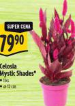 CELOSIA MYSTIC SHADES
