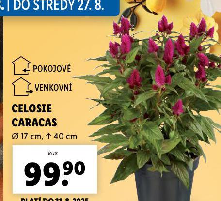 CELOSIE CARACAS