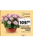 CHRYZANTMA V MISCE