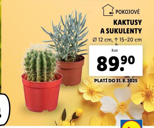 KAKTUSY A SUKULENTY