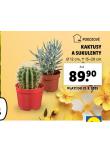 KAKTUSY A SUKULENTY