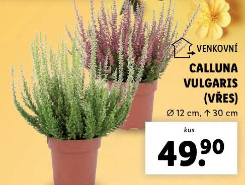 CALLUNA VULGARIS VES