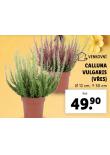 CALLUNA VULGARIS VES