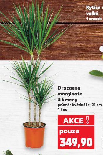 DRACAENA MARGINATA
