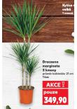 DRACAENA MARGINATA