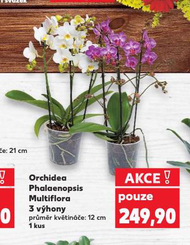 ORCHIDEA PHALAENOPSIS