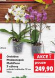 ORCHIDEA PHALAENOPSIS