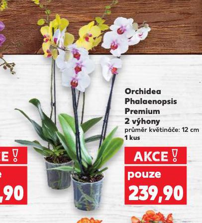 ORCHIDEA PHALAENOPSIS