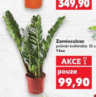 ZAMIOCULCAS