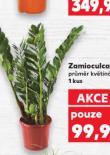 ZAMIOCULCAS