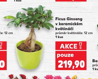 FICUS GINSENG