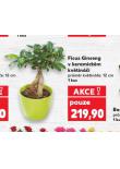 FICUS GINSENG