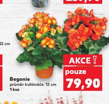 BEGONIE