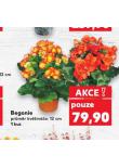 BEGONIE