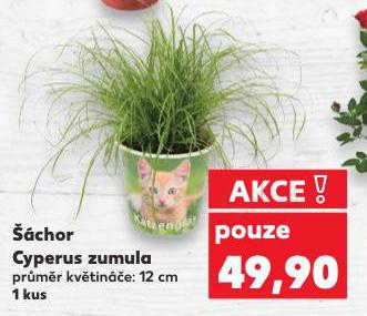 CHOR CYPERUS ZUMULA