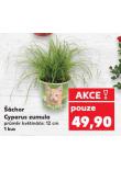 ŠÁCHOR CYPERUS ZUMULA