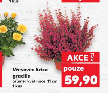 VESOVEC ERICA GRACILIS