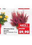 VŘESOVEC ERICA GRACILIS