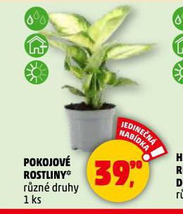 POKOJOV ROSTLINY