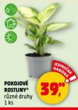 POKOJOV ROSTLINY