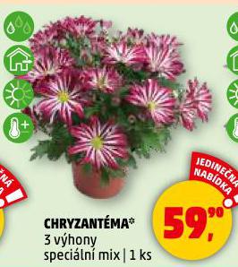 CHRYZANTMA