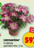 CHRYZANTMA