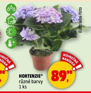 HORTENZIE