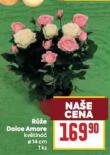 RَE DOLCE AMORE
