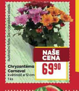 CHRYZANTMA CARNAVAL