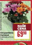 CHRYZANTMA CARNAVAL