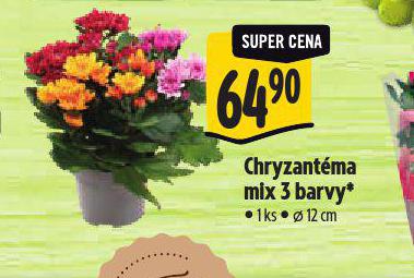 CHRYZANTMA MIX BAREV