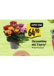 CHRYZANTMA MIX BAREV