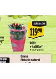 RَE V TATICE
