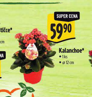KALANCHOE