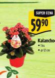 KALANCHOE