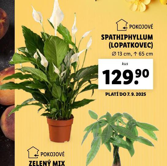 SPATHIPHYLLUM - LOPATKOVEC