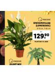 SPATHIPHYLLUM - LOPATKOVEC