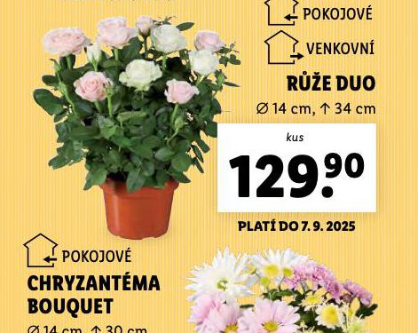 RَE DUO