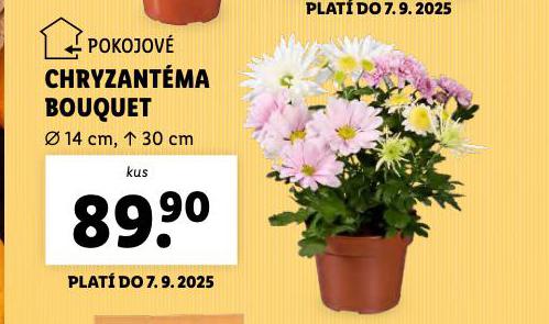 CHRYZANTMA BOUQUET