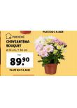 CHRYZANTMA BOUQUET