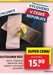 TOLSTOLOBIK BL