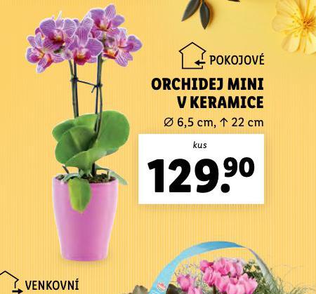 ORCHIDEJ MINI V KERAMICE