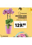ORCHIDEJ MINI V KERAMICE